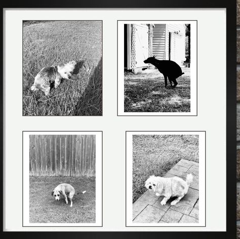 Add a touch of humor to your bathroom with our set of four black and white prints featuring adorable dogs caught in the act! This unique collection showcases a Yorkshire Terrier, Beagle, Doberman Pinscher, and Shih Tzu, each captured in a funny and lighthearted moment. Perfect for dog lovers and anyone with a sense of humor, these prints are sure to bring a smile to your face every time you see them. Features: High-Quality Prints: Print to home printer, Walgreens or any other store where you send your prints Standard Sizes: Available in various sizes to fit any space - 4X5, 8x10, 12x15, or 16x20 inches. Perfect Bathroom Decor: These whimsical prints are ideal for hanging in the bathroom, adding a playful and amusing touch to your space. Ready to Frame: Easy to frame and hang, these prints Pet Bathroom Art, Dog Pooping Bathroom Art, Dogs Pooping Bathroom Decor, Dog Pooping Picture In Bathroom, Dog Bathroom Pictures, Dog Bathroom Decor, Wall Art For Bathroom, Art For Bathroom, Dog Bathroom