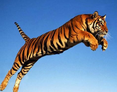 Leaping air born tiger. Jumping Photography, Jumping Illustration, Tiger Leaping, Horrible Tattoos, Tiger Illustration, Wild Tiger, Animal Guides, Ring Of Fire, Siberian Tiger