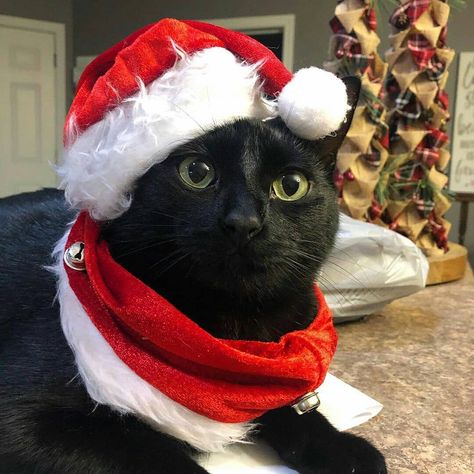 Cat Merch, New Years Hat, Black Cat Lover, Santa Cat, Black Santa, Cat Icon, Animal Species, Silly Cats, Black Cats