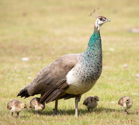 Female Indian Peafowl, Peahen (Pavo cristatus) with chicks Peacock Female, Indian Peafowl, Female Peacock, Peacock And Peahen, Bird Breeds, Peacock Images, Peacock Photos, Fashion Technology, Funny Birds