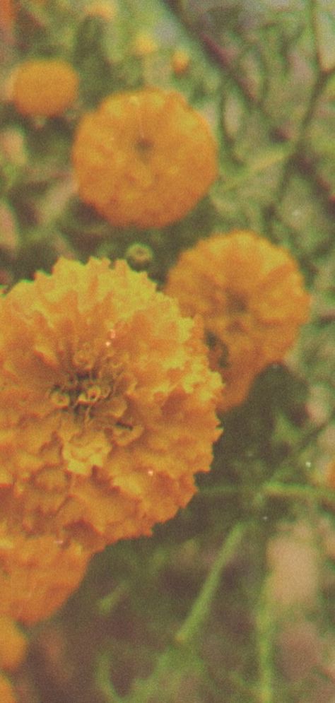 #flowers#marigold##flowers#petals#fresh#bloom#pinterest#wallpaper#background#nature#love#photography Marigold Background, Petals Aesthetic, Marigold Wallpaper, Flowers Marigold, Pinterest Wallpaper, Quotes Background, Marigold Flowers, Background Nature, Flowers Petals