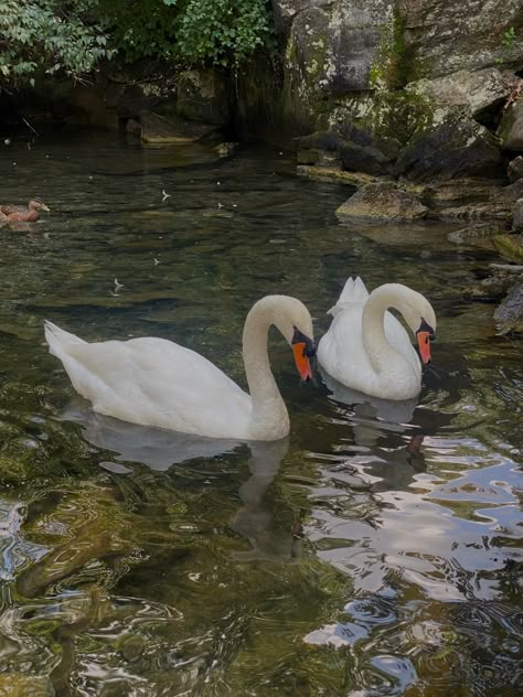 swans Earth Animals, Swan Photography, Swan Pictures, Swan Wallpaper, Science Earth, قلادات متدلية, Baby Swan, Swan Love, Mute Swan