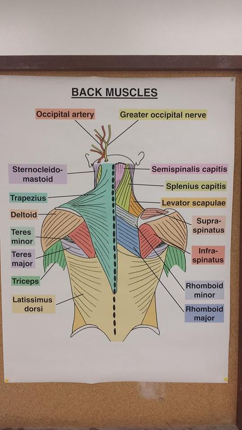 Muscles Of The Back, Studie Hacks, Physical Therapy School, Human Muscle Anatomy, Physical Therapy Student, Studera Motivation, Nursing School Motivation, Medical School Life, Basic Anatomy And Physiology