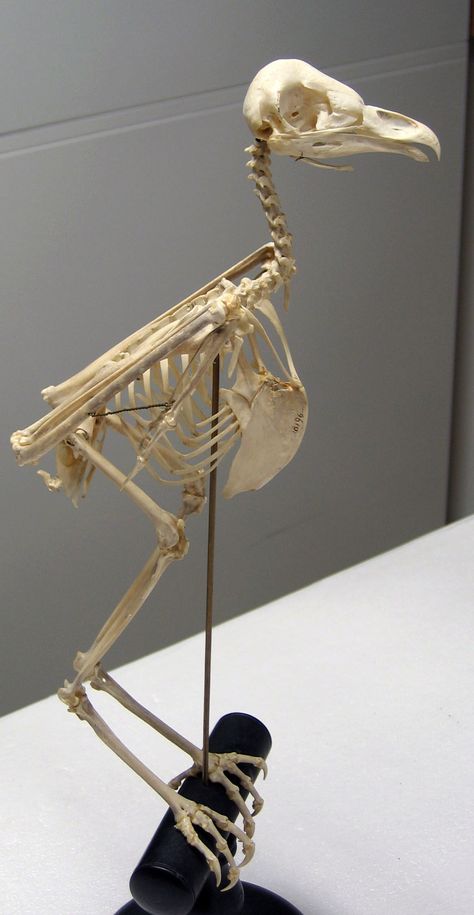 Birds Anatomy, Owl Legs, Owl Skeleton, Bird Anatomy, Bird Skeleton, Bird Bones, Anatomy Bones, Real Skull, Long Eared Owl