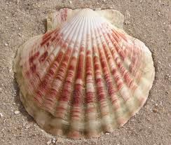 Clam Marine Organism, Molluscs, Crustaceans, Marine Animals, Marine Life, Fresh Water, Sea Shells, Shells, Indonesia