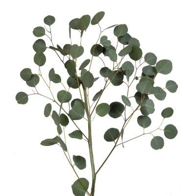 Wilted Flowers, Flowers Last Longer, Long Vase, Dollar Eucalyptus, Silver Dollar Eucalyptus, Eucalyptus Tree, Winter Event, Flower Care, Flower Food