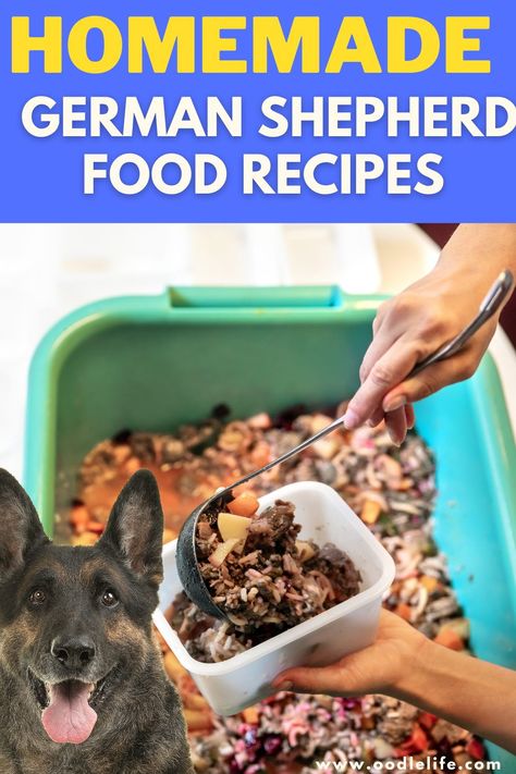 Check out some of our favorite DIY German Shepherd food recipes below for some easy step-by-step inspiration. Homemade Dog Food For Gsd, Homemade Dog Food German Shepherd, Best Food For German Shepherds, German Shepherd Food Recipes, Homemade Dog Food For German Shepards, German Shepherd Food Recipes Homemade Dog, Puppy Meals Food Recipes, German Shepherd Food, Dog Training Treats Recipe