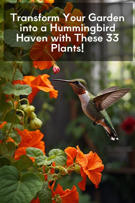 Transform Your Garden into a Hummingbird Haven with These 33 Plants!nUncover the mystery behind the 33 plants that hummingbirds simply can't resist. Your garden will never be the same. n#Hummingbirds Hummingbird Favorite Flowers, Hummingbird Flowers For Planters, Hummingbird Garden Ideas, Hummingbird Plants Perennials, Flowers Hummingbirds Like, Hummingbird Garden Flowers, Attracting Hummingbirds, Backyard Flowers Beds, Hummingbird Food