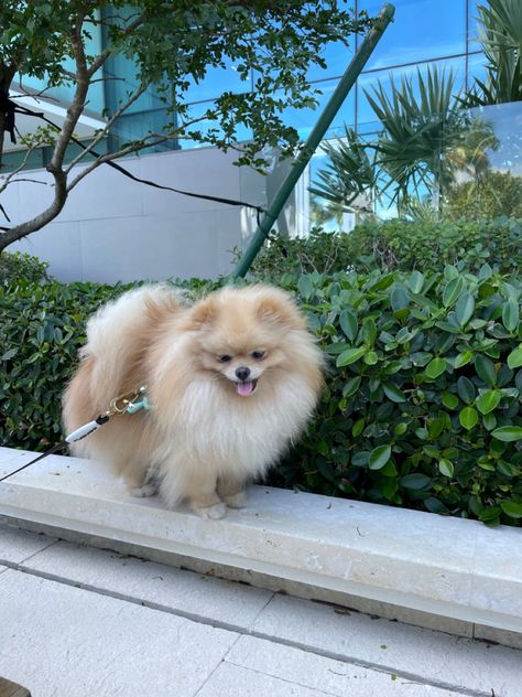 Pameran Dog, Blonde Pomeranian, Dogs Group Photo, Pomeranian Aesthetic, Pomeranian Colors, Life With Cats, Toy Pomeranian, Spitz Pomeranian, Pom Dog