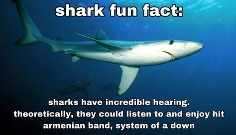 Shark Fun Facts Funny, Shark Fun Facts, Possum And Raccoon, Silly Shark, Silly Sharks, Shark Stuff, Shark Facts, Ocean Stuff, Shark Pictures