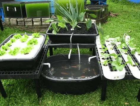 Hydroponics Setup, Aquaponics Greenhouse, Backyard Aquaponics, Aquaponics Fish, Aquaponics Diy, Hydroponic Farming, Hydroponics Diy, Aquaponic Gardening, Hydroponic Growing