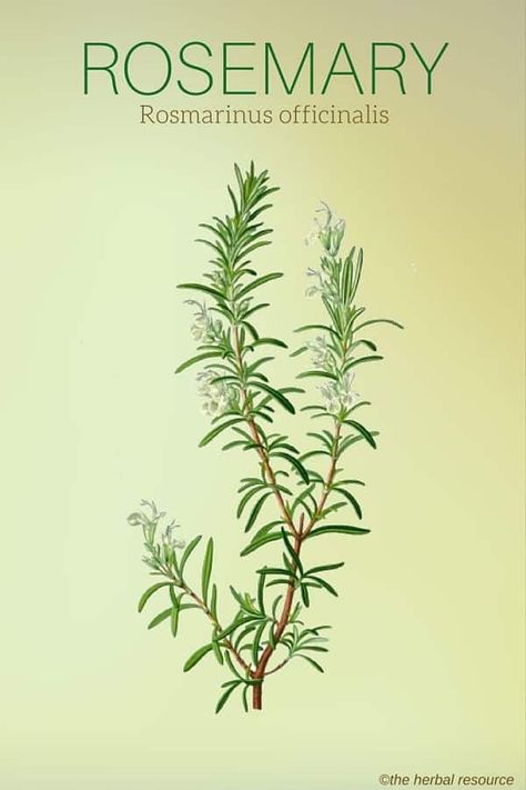 Rosemary Rosmarinus officinalis Rosemary Herb, Tattoo Plant, Herbal Plants, Herbal Apothecary, Healing Plants, Illustration Botanique, Herbal Healing, Rosmarinus Officinalis, Herbs For Health