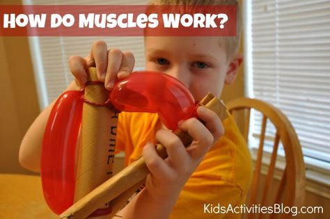 Science for Kids: How do muscles work? Apologia Anatomy, Balloon Science Experiments, Human Body Activities, Human Body Unit, Stem Challenge, Muscular System, Human Body Systems, Cool Science Experiments, Preschool Science