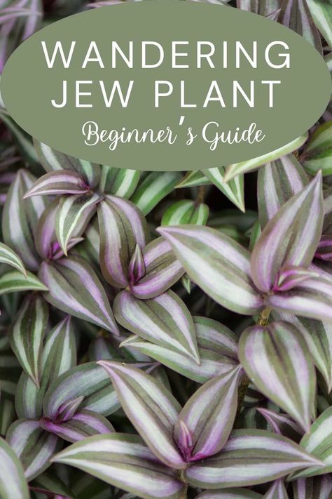 Discover the simple steps to keep your Wandering Jew plant thriving with this beginner-friendly guide. Wandering Dude Plant Care, Wondering Jew Plant Care, Wandering Jew Plant Care Indoors, Wandering Jew Plant Care, Wondering Jew Plant, Wondering Jew, Plant Meanings, Jew Plant, Propagation Tips