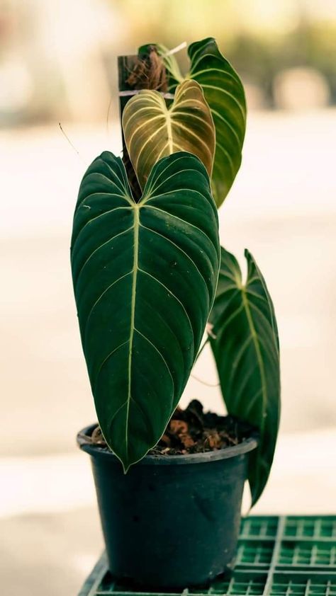 Mexican Catholic Aesthetic, Philodendron Varieties, Plant For Indoor, Philodendron Melanochrysum, Rare Philodendron, Indoor Ideas, Philodendron Plant, Backyard House, Plants Are Friends