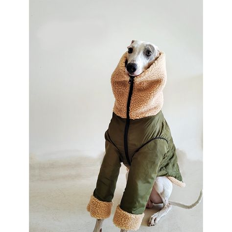 Italian greyhound Whippet Iggy Dog Clothes Fleece Turtleneck Double Layer Coat Iggy Dog, Turtleneck Coat, Italian Greyhound Clothes, Dog Collar Boy, Whippet Dog, Designer Dog Collars, Italian Greyhound, Happy Animals, Whippet