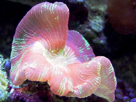 Brain Coral, Brain, Coral, Purple, Green, Pink, White