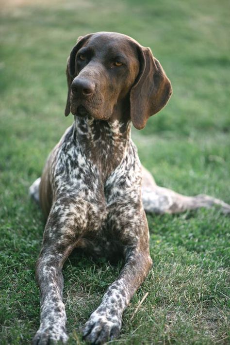 Vigorous Exercise, Gsp Dogs, Shorthair Pointer, German Shorthaired Pointer Dog, Pointer Puppies, German Shorthair, Shorthaired Pointer, German Dogs, Pointer Dog