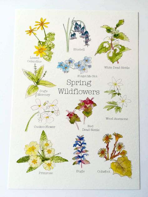 Spring Wildflowers A4 Print • Wildflowers Print • English Nature Print • Nature Wall Art • Montessori Print Uk Spring Flowers, English Wildflowers, Uk Wildflowers, Lesser Celandine, Baroque Details, Cottage Core Flowers, Art Montessori, Fairy Journal, Wildflower Wedding Theme