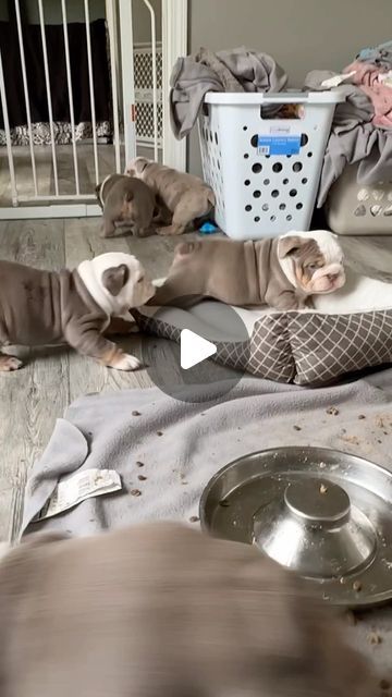 English Bulldog Love on Instagram: "Some of our favorite (and most chaotic) puppy moments 😂

❣️ Do you want to see more cute English Bulldogs? Then follow us.
:
:
:
Cradit: loveabullenglishbulldogs on TikTok
:
:
:
DM for Credit or removal!
:
:
:
#englishbulldog #englishbulldogpuppy #englishbulldoglovers #englishbulldoglife #englishbulldogpuppies #englishbulldoglover #englishbulldogofinstagram #englishbulldogmoments #englishbulldog_feature #englishbulldogworld #englishbulldogs_worldwide #englishbulldogfamily #englishbulldogclub #englishbulldogmom #englishbulldogmix #englishbulldogfanclub #englishbulldogpups #englishbulldogforsale #englishbulldogmodel #bulldogworld #englishbulldogsofig #englishbulldoglove #englishbulldogcommunity #englishbulldogsworldwide" Olde English Bulldog Puppies, Miniature English Bulldog, Victorian Bulldog, English Bulldog For Sale, English Bulldog Funny, Baby Bulldogs, Cute Bulldog Puppies, Bully Breeds Dogs, Bulldog Funny