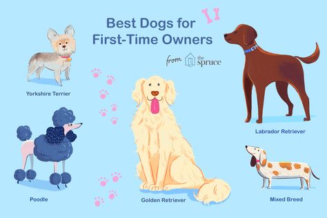 The Best Dogs for First-Time Owners Dogs For First Time Owners, Shoe Bill, Goldendoodle Miniature, Poodle Mix Breeds, Puppy Diy, Puppy Proofing, Dog School, Dog Salon, Hypoallergenic Dogs