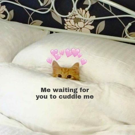 Cuddles Please, Cuddle Cat, Flirty Memes, Cat Cuddle, Spotify Artist, I Love My Girlfriend, Lovey Dovey, Cute Memes, Funny Reaction Pictures