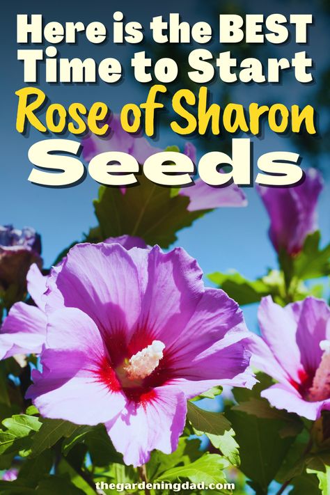 Do you want to learn how to get your Rose of Sharon Seeds ready to go? Follow these easy steps to get the Rose of Sharon Seeds ready to sprout. #Thegardeningdad #RoseofSharon #garden Rose Of Sharon Seed Pods, Rose Of Sharon Tree, The Rose Of Sharon, Flowers From Seed, Rose Of Sharon, Planting Roses, Seed Pods, Types Of Flowers, Flower Seeds