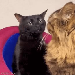 Cat Zoning Out Cat Stare GIF - Cat zoning out Cat stare Black cat - Descobrir e Compartilhar GIFs Black Cat Tattoos, Angry Cat, Cat Wallpaper, Silly Cats, Cute Animal Drawings, Funny Animal Pictures, Exotic Pets, Cat Gif, Animal Memes