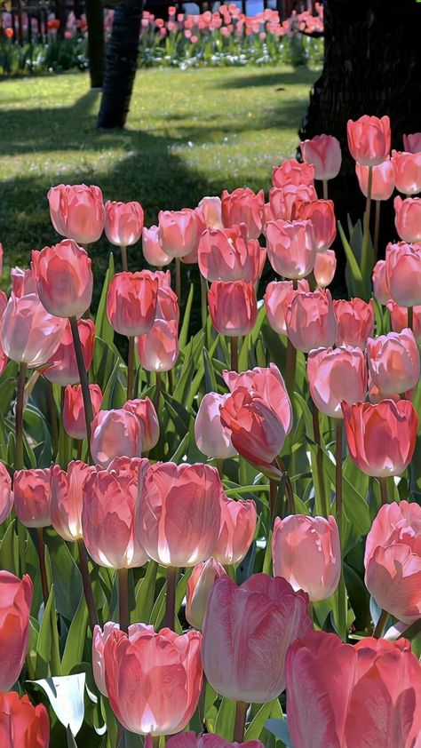 Astetich Wallpaper, Pink Tulips Wallpaper, Tulip Flower Pictures, Pretty Flowers Pictures, Tulip Season, Pink Flowers Wallpaper, Nothing But Flowers, Flower Therapy, Beautiful Bouquet Of Flowers