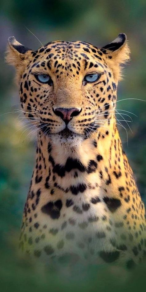 Cool Ear Tattoos, Cool Animal Tattoos, Regard Animal, Big Cats Photography, Ear Tattoo Ideas, Animal Tattoo Ideas, Leopard Art, Ear Tattoos, Wild Animals Pictures