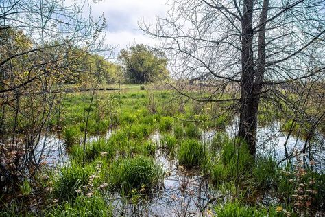 Find a Beautiful Walk in Nature at This Wetland Nature Preserve in Muncie Wetland Ecosystem, Agricultural Development, Tourism Development, White River, Nature Preserve, Walking Trails, Walking In Nature, Ecosystem, In Nature