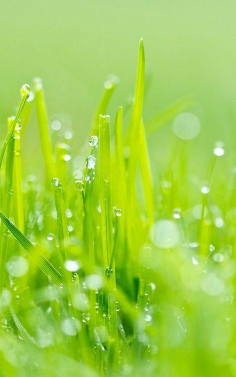 #dew #grass #green #light #Macro. Read more: https://wallpapershd.info/wallpaper-grass-dew-green-light-1584291843.html Check more at https://wallpapershd.info/wallpaper-grass-dew-green-light-1584291843.html Grass Aesthetic, Grass Wallpaper, Flower Texture, Green Spring, Jesus Images, Grass Green, Fresh Green, Background For Photography, Green Light