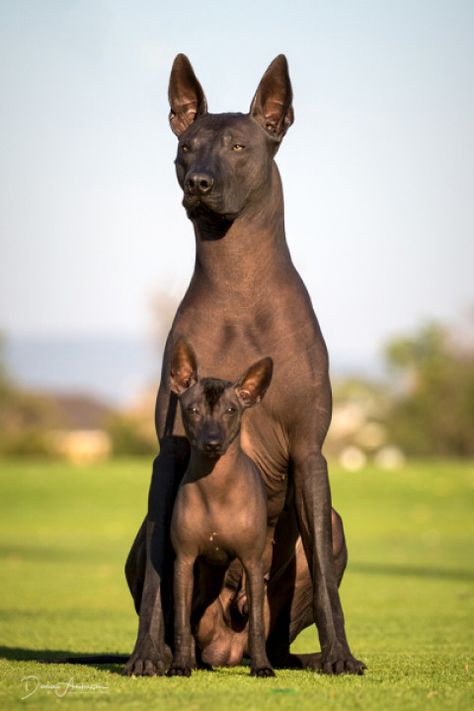 Mini and standard Xoloitzcuintle Bunbury Australia, Anubis Dog, Xolo Dog, Hairless Dogs, Mexican Hairless Dog, Rare Dogs, Hairless Dog, Scary Dogs, Doberman Dogs