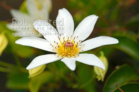 New Zealand Bush Clematis flower (Clematis paniculata); Puawananga. NZ native forest climber, New Zealand (NZ). Nz Flowers, Clematis Paniculata, High Quality Nature, New Zealand Nature, Creepers Plants, Clematis Flower, Māori Culture, Plant Pictures, Clay Flowers