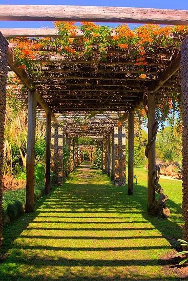 Trellis Bougainvillea, Bougainvillea Trellis, Rustic Patio, Garden Vines, Garden Pathway, Coral Gables, Plants And Flowers, Garden Trellis, Bougainvillea