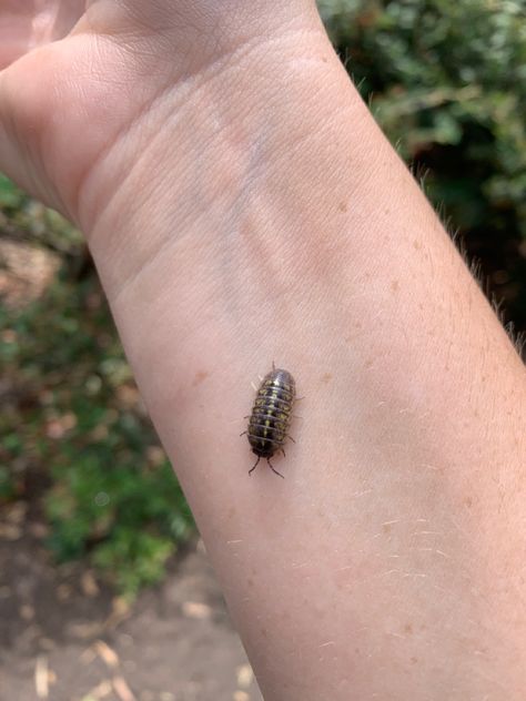 Pill bug Rolly Polly Bug, Rolly Polly Tattoo, Pill Bugs, Pretty Bugs, Rolly Polly, Woodlice, Pill Bug, Bug Tattoo, Cool Bugs