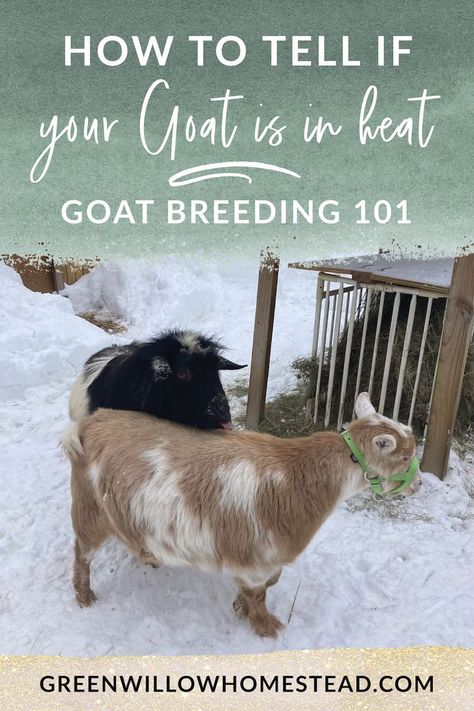 How To Tell If Your Goat Is In Heat - Goat Breeding 101 - Breeding your dairy goats is the first step towards your farm or homestead’s first batch of fresh, healthy, raw goat's milk. But what many beginner goat owners don’t realize is you have to learn how to detect when your goat is in heat before you breed her. In this blog post, I will share with you all the tips and tricks on how to know when your goat is in heat so you can breed your goats successfully. - Green Willow Homestead Goat Breeding, Goat Keeping, Homestead Hacks, Keeping Goats, Feeding Goats, Homesteading Ideas, Purposeful Life, Raising Goats, Homesteading Diy