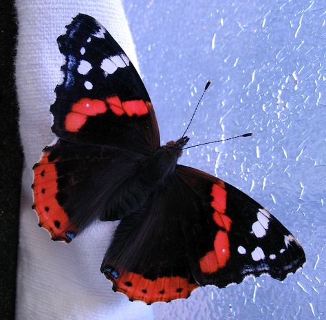 Vulcan butterfly (Vanessa atalanta), Vanessa Butterfly, Butterfly Live, Creepy Crawlers, Dragonfly Insect, Creepy Crawlies, British Isles, Dragonflies, Beautiful Butterflies, Flower Tattoos