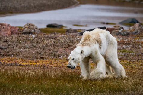 ‘It was like an apocalyptic movie’: 20 climate photographs that changed the world | Climate crisis | The Guardian Stop The Willow Project, The Willow Project, Polar Bear Video, Willow Project, Bear Video, Apocalyptic Movies, Pencemaran Udara, Sea Ice, Sea Level Rise