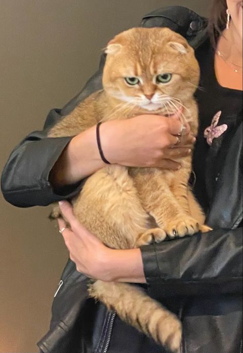 Orange Scottish Fold Cat, Ginger Scottish Fold, Orange Scottish Fold, British Fold, Cute Kittys, Scottish Fold Cats, Taylor Swift Cat, Scottish Fold Kittens, How To Make You