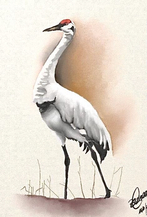 Sandhill Crane Drawing, Japanese Crane Painting, Whooping Crane Painting, Crane In Water, Watercolor Sandhill Crane, Watercolor Pictures, Art Drawings For Kids, Watercolor Bird, Wild Birds