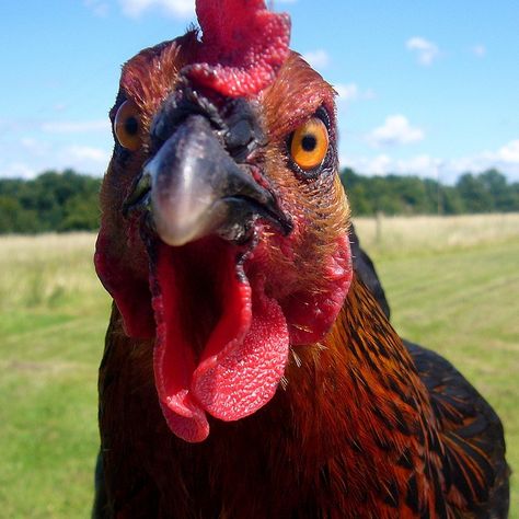 Chicken Pics, Australorp Chicken, Funny Chickens, Angry Chicken, Chicken Flock, Chicken Pen, Chicken Pictures, Chicken Keeping, Chicken Life