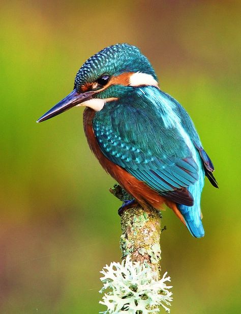 King Fisher, Common Kingfisher, Kingfisher Bird, Australian Birds, On A Stick, Airbrush Art, Colorful Bird, Bird Pictures, All Birds