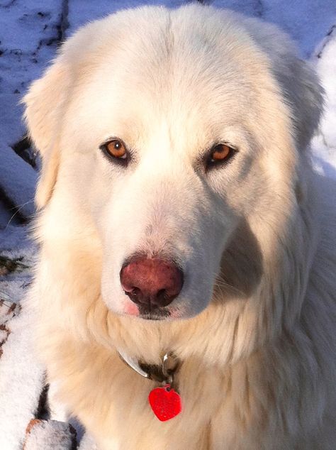 Maremma - Italian Sheepdog Gentle Giant Dogs, Maremma Dog, Cute White Dogs, Maremma Sheepdog, Livestock Guardian Dog, Unique Dog Breeds, Rare Dog Breeds, Livestock Guardian, Great Pyrenees Dog