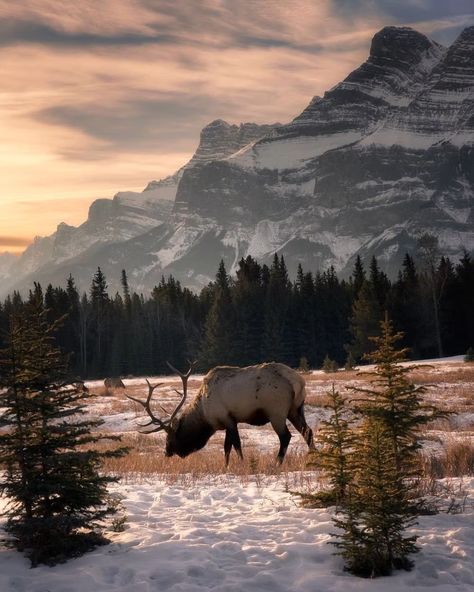 Elk Pictures, Bull Elk, Banff Alberta, Indian Motorcycles, Longbow, Elk Hunting, Image Nature, Cool Landscapes, Arte Animal