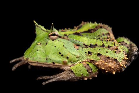 Horned Frog, Animal Reference, Horned Frogs, Frog And Toad, Cute Frogs, Animal Videos, Reptiles And Amphibians, Amphibians, Toad