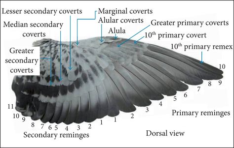 A Review on Aerodynamics of Non-Flapping Bird Wings Wing Anatomy, Pigeon Loft Design, Flapping Bird, Pigeon Cage, Pet Pigeon, Pigeon Pictures, Pigeon Loft, Flight Feathers, Pigeon Breeds