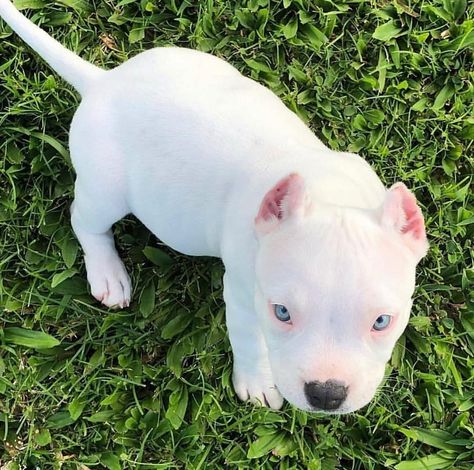 Special delivery! 😁👅📦 Happy #TOT from one frosty Box-O-Nog! 🙌🏻❄️📦👅. . . #eggnogandigloo #sisters #bestfriends #tongueouttuesday… White Pitbull Puppies, Baby Pitbulls, Pitbull Terrier Puppies, Pitbull Dog Puppy, White Pitbull, Bully Breeds Dogs, Pitbull Puppy, Instagram White, Pitbull Lover