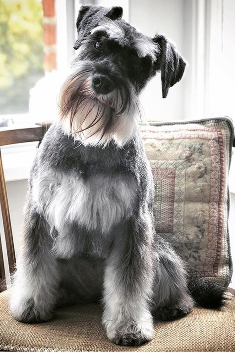 #minischnauzers #miniatureschnauzer #schnauzer Snoozer Dog, Schnauzer Print, Schnauzer Breed, Schnauzer Grooming, Puppy Room, Schnauzer Art, Mini Schnauzer Puppies, Standard Schnauzer, Miniature Schnauzer Puppies