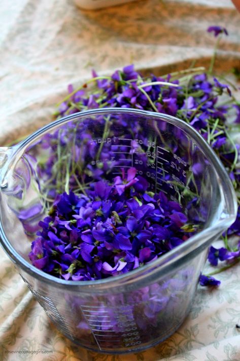 Violet Syrup Recipe, Herbal Glycerites, Wild Violet Lemonade Recipe, Wild Violet Syrup Recipe, Wild Violet Syrup, Wild Violet Recipes, Wild Violet Simple Syrup, Violet Simple Syrup, Forage Recipes